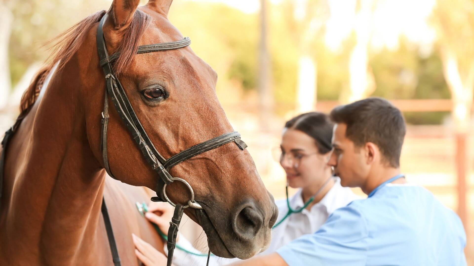 Marketing Digital para Clínicas Veterinarias